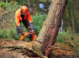 Trusted University Heights, OH Tree Care Services Experts